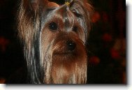 Jorkrsk terier, Yorkshire Terrier,