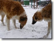 Borzoi  Russian Hunting Sighthound