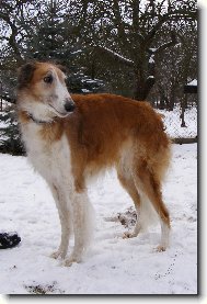 Borzoi  Russian Hunting Sighthound