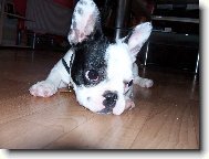 French bulldog \\\\\\\\\\\\\\\\\\\\\\\\\\\\\\\\\\\\\\\\\\\\\\\\\\\\\\\\\\\\\\\\\\\\\\\\\\\\\\\\\\\\\(Dog standard\\\\\\\\\\\\\\\\\\\\\\\\\\\\\\\\\\\\\\\\\\\\\\\\\\\\\\\\\\\\\\\\\\\\\\\\\\\\\\\\\\\\\)