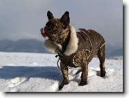 French bulldog \\\\\\\\\\\\\\\\\\\\\\\\\\\\\\\\\\\\\\\\\\\\\\\\\\\\\\\\\\\\\\\\\\\\\\\\\\\\\\\\\\\\\(Dog standard\\\\\\\\\\\\\\\\\\\\\\\\\\\\\\\\\\\\\\\\\\\\\\\\\\\\\\\\\\\\\\\\\\\\\\\\\\\\\\\\\\\\\)