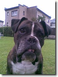 Deutscher boxer \(Dog standard\)