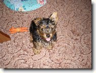 Jorkrsk terier, Yorkshire Terrier,