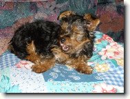 Jorkrsk terier, Yorkshire Terrier,