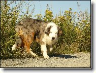 Australian Shepherd Dog