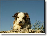 Australian Shepherd Dog