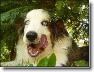 Australian Shepherd Dog