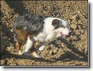 Australian Shepherd Dog