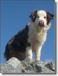 Australian Shepherd Dog