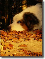 Australian Shepherd Dog