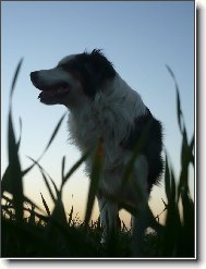 Australian Shepherd Dog