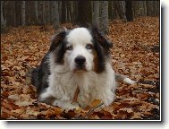 Australian Shepherd Dog