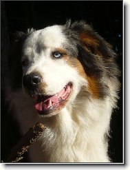 Australian Shepherd Dog