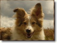 Shetland sheepdog \(Dog standard\)