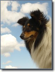 Shetland sheepdog \\\\\(Dog standard\\\\\)