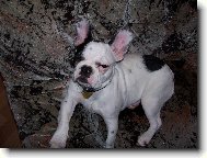 French bulldog \\\\\\\\\\\\\\\\\\\\\\\\\\\\\\\\\\\\\\\\\\\\\\\\\\\\\\\\\\\\\\\\\\\\\\\\\\\\\\\\\\\\\(Dog standard\\\\\\\\\\\\\\\\\\\\\\\\\\\\\\\\\\\\\\\\\\\\\\\\\\\\\\\\\\\\\\\\\\\\\\\\\\\\\\\\\\\\\)