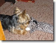 Jorkrsk terier, Yorkshire Terrier,