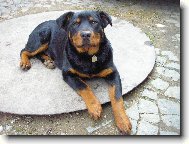 Rottweiler \(Dog standard\)