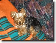 Jorkrsk terier, Yorkshire Terrier,