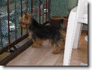 Jorkrsk terier, Yorkshire Terrier,