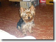 Jorkrsk terier, Yorkshire Terrier,