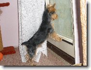 Jorkrsk terier, Yorkshire Terrier,