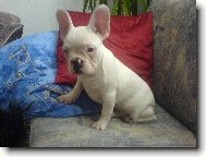 French bulldog \\\\\\\\\\\\\\\\\\\\\\\\\\\\\\\\\\\\\\\\\\\\\\\\\\\\\\\\\\\\\\\\\\\\\\\\\\\\\\\\\\\\\(Dog standard\\\\\\\\\\\\\\\\\\\\\\\\\\\\\\\\\\\\\\\\\\\\\\\\\\\\\\\\\\\\\\\\\\\\\\\\\\\\\\\\\\\\\)