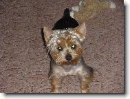 Jorkrsk terier, Yorkshire Terrier,