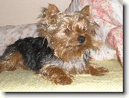 Jorkrsk terier, Yorkshire Terrier,