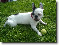 French bulldog \\\\\\\\\\\\\\\\\\\\\\\\\\\\\\\\\\\\\\\\\\\\\\\\\\\\\\\\\\\\\\\\\\\\\\\\\\\\\\\\\\\\\(Dog standard\\\\\\\\\\\\\\\\\\\\\\\\\\\\\\\\\\\\\\\\\\\\\\\\\\\\\\\\\\\\\\\\\\\\\\\\\\\\\\\\\\\\\)