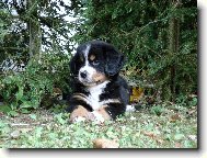 Bernese mountain dog \(Dog standard\)