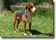 German hound \\\\\(Dog standard\\\\\)