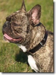 French bulldog \\\\\\\\\\\\\\\\\\\\\\\\\\\\\\\\\\\\\\\\\\\\\\\\\\\\\\\\\\\\\\\\\\\\\\\\\\\\\\\\\\\\\(Dog standard\\\\\\\\\\\\\\\\\\\\\\\\\\\\\\\\\\\\\\\\\\\\\\\\\\\\\\\\\\\\\\\\\\\\\\\\\\\\\\\\\\\\\)