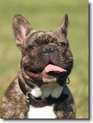 French bulldog \\\\\\\\\\\\\\\\\\\\\\\\\\\\\\\\\\\\\\\\\\\\\\\\\\\\\\\\\\\\\\\\\\\\\\\\\\\\\\\\\\\\\(Dog standard\\\\\\\\\\\\\\\\\\\\\\\\\\\\\\\\\\\\\\\\\\\\\\\\\\\\\\\\\\\\\\\\\\\\\\\\\\\\\\\\\\\\\)