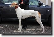 Hungarian greyhound \(Dog standard\)