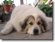Pyrenean mountain dog