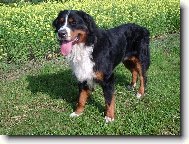 Bernese mountain dog \(Dog standard\)