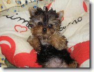 Jorkrsk terier, Yorkshire Terrier,