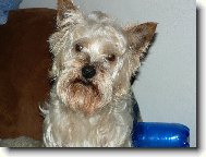 Jorkrsk terier, Yorkshire Terrier,