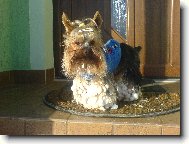 Jorkrsk terier, Yorkshire Terrier,