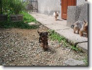 Jorkrsk terier, Yorkshire Terrier,