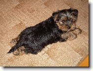 Jorkrsk terier, Yorkshire Terrier,