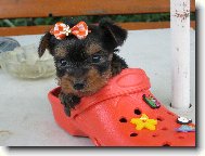 Jorkrsk terier, Yorkshire Terrier,