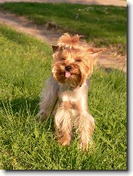 Jorkrsk terier, Yorkshire Terrier,