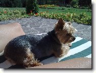 Jorkrsk terier, Yorkshire Terrier,