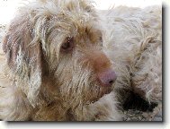 Hungarian Wire-haired Pointing Dog