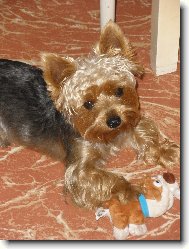 Jorkrsk terier, Yorkshire Terrier,