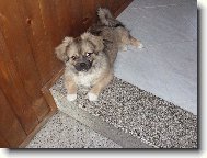 Tibetan spaniel \(Dog standard\)