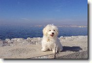 Maltese \\\\\(Dog standard\\\\\)