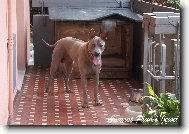 Thai ridgeback dog \(Dog standard\)